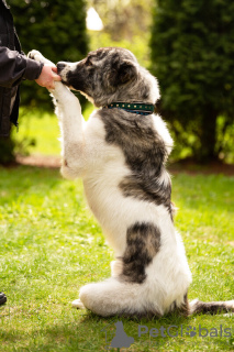 Photos supplémentaires: Le chien-loup du Caucase est entre de bonnes mains.