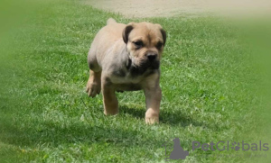 Photo №1. boerboel - à vendre en ville de Belgrade | négocié | Annonce №110398