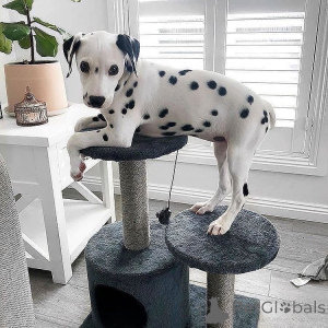 Photo №2 de l'annonce № 160303 de la vente dalmatien - acheter à La finlande annonce privée