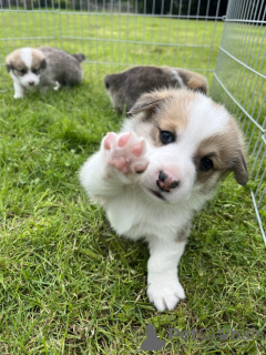 Photo №1. chien bâtard - à vendre en ville de Düsseldorf | 350€ | Annonce №103535