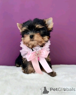 Photo №2 de l'annonce № 138569 de la vente yorkshire terrier - acheter à USA éleveur