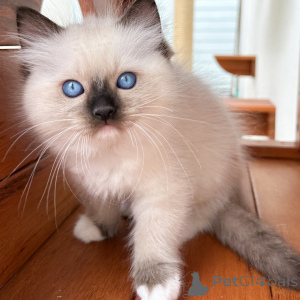 Photo №1. ragdoll - à vendre en ville de Varsovie | négocié | Annonce № 171358