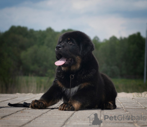 Photos supplémentaires: Chiots Mastiff tibétain