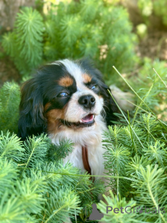 Photo №2 de l'annonce № 171113 de la vente cavalier king charles spaniel - acheter à Biélorussie 