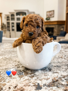 Photo №1. labradoodle - à vendre en ville de Alajärvi | 650€ | Annonce №157476