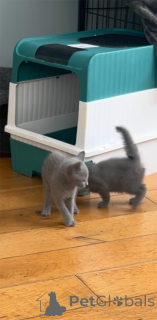 Photo №1. bleu russe - à vendre en ville de Böblingen | 350€ | Annonce № 153218