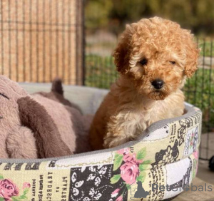 Photo №3. Chiots de pion de jouets purs à partir de deux mois et demi. Suisse