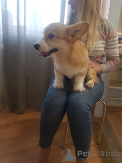 Photo №1. welsh corgi - à vendre en ville de Minsk | 1100€ | Annonce №9273