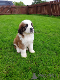 Photo №1. saint-bernard - à vendre en ville de Stockholm | négocié | Annonce №97863