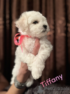 Photo №1. bichon à poil frisé - à vendre en ville de Smederevo | négocié | Annonce №79162