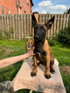 Photo №3. Chiot malinois. Fédération de Russie