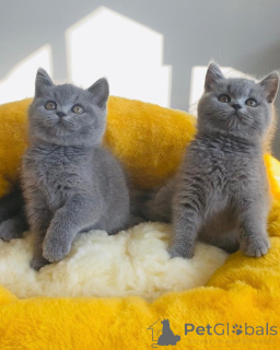 Photo №1. british shorthair - à vendre en ville de Hambourg | négocié | Annonce № 167315