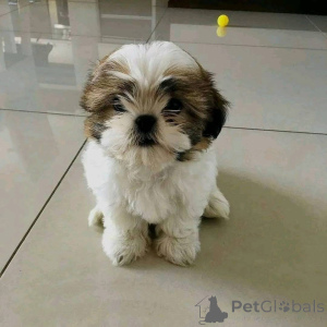 Photo №2 de l'annonce № 161150 de la vente  - acheter à Danemark 