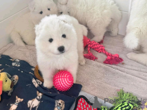 Photo №3. Cachorros Samoyedo Disponbles para adopción. Allemagne