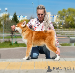 Photo №1. akita (chien) - à vendre en ville de Brest | négocié | Annonce №19463