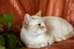 Photos supplémentaires: Un doux et beau chat Benya en cadeau