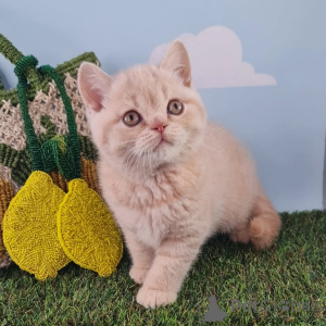 Photo №1. british shorthair - à vendre en ville de Tandel | négocié | Annonce № 161251