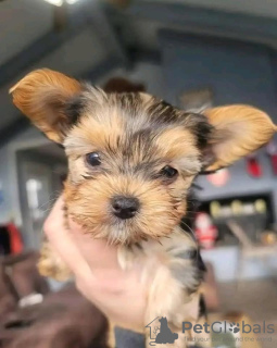 Photos supplémentaires: Chiots Yorkshire Terrier disponibles