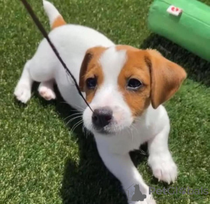 Photo №1. jack russell terrier - à vendre en ville de Varsovie | 380€ | Annonce №101119