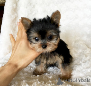 Photo №2 de l'annonce № 141166 de la vente bichon maltais, yorkshire terrier - acheter à Canada annonce privée