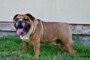 Photo №1. bulldog anglais - à vendre en ville de Frampol | 1000€ | Annonce №28773