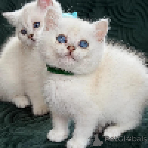 Photo №4. Je vais vendre british shorthair en ville de Luxembourg. annonce privée - prix - négocié