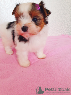 Photo №2 de l'annonce № 126074 de la vente biewer yorkshire terrier - acheter à Georgia annonce privée, de la fourrière, éleveur