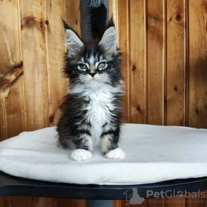 Photo №3. De mignons et adorables chatons Maine coon en bonne santé sont maintenant. Suisse