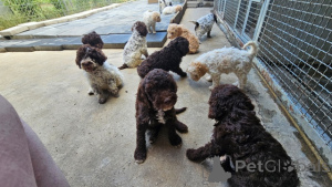 Photo №3. Chiots Lagotto Romagnolo à vendre. Serbie
