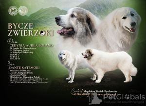 Photo №1. chien de montagne des pyrénées - à vendre en ville de Gorzów Wielkopolski | 900€ | Annonce №48215