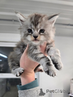Photo №1. maine coon - à vendre en ville de Aberdeen | négocié | Annonce № 157162