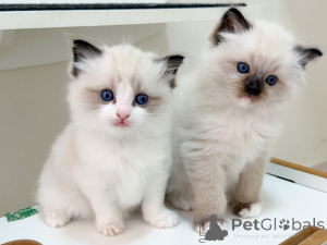 Photo №1. ragdoll - à vendre en ville de Stockholm | négocié | Annonce № 171355