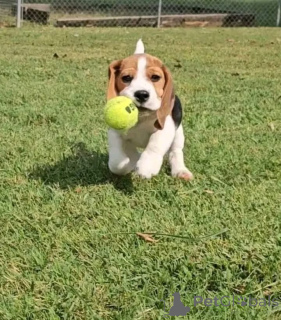 Photo №3. Ce chiot doux et adorable cherche une famille pour toujours ! Tous les vaccins. La Grande-Bretagne