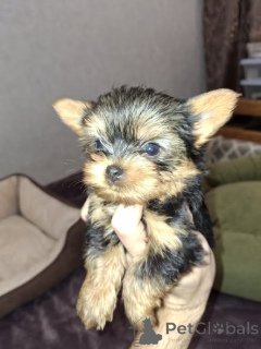 Photo №1. biewer yorkshire terrier, yorkshire terrier - à vendre en ville de Tallinn | 450€ | Annonce №165363