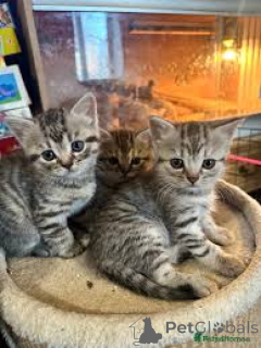 Photo №1. exotic shorthair - à vendre en ville de Helsinki | 350€ | Annonce № 166330