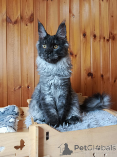 Photo №2 de l'annonce № 139950 de la vente maine coon - acheter à Fédération de Russie de la fourrière