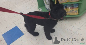 Photo №1. schnauzer géant - à vendre en ville de Kiev | négocié | Annonce №173096