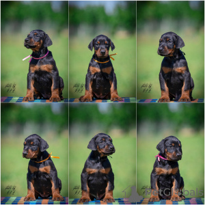 Photo №2 de l'annonce № 103618 de la vente dobermann - acheter à Serbie éleveur