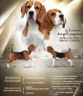 Photo №1. beagle - à vendre en ville de Koursk | 491€ | Annonce №8993