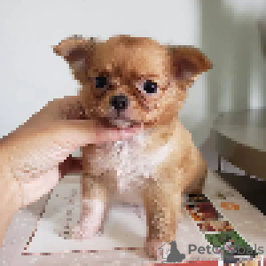 Photo №3. De beaux chiots Chihuahua à adopter(whatsapp 380 63 53 74 976)(viber 380 63 53. Malte