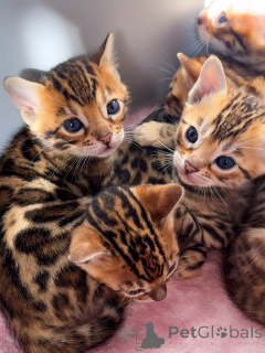Photo №1. bengal - à vendre en ville de Basel | négocié | Annonce № 174847