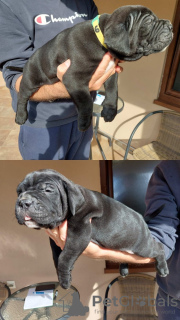 Photos supplémentaires: Chiots Cane Corso à vendre