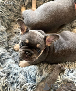 Photo №1. bouledogue - à vendre en ville de Milan | 350€ | Annonce №110893