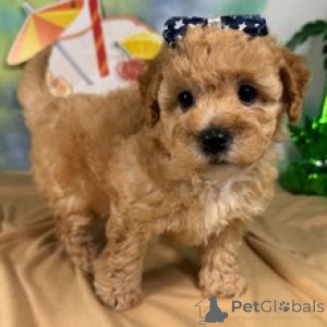 Photo №3. Rencontrez Lady, une charmante chiot caniche femelle au poil bouclé. Allemagne