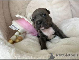 Photo №2 de l'annonce № 160826 de la vente american pit bull terrier - acheter à Allemagne 