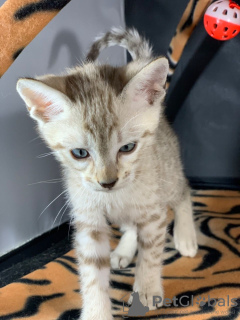 Photos supplémentaires: Beaux chatons Savannah avec pedigree à vendre dans de nouvelles maisons