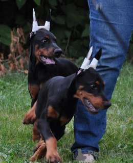 Photo №2 de l'annonce № 146461 de la vente dobermann - acheter à Allemagne annonce privée