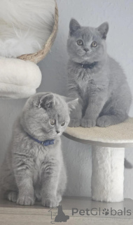 Photo №1. british shorthair - à vendre en ville de Bvion | 400€ | Annonce № 173014
