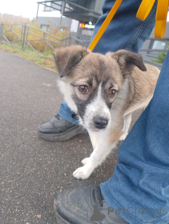 Photo №3. Petit chien affectueux, 5 mois. Fédération de Russie