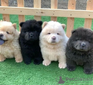 Photo №1. chow-chow - à vendre en ville de Lisbon | 237€ | Annonce №117806